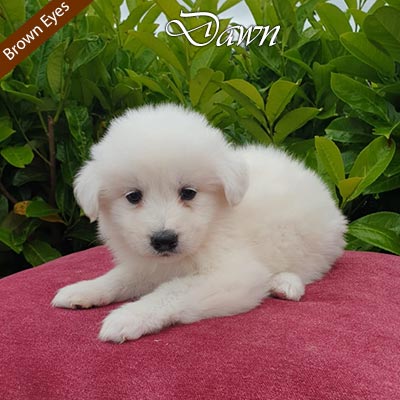 golden-retriever-puppies-for-sale-singapore-samoyed-husky-mix-dawn
